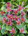 Gilt Edge Toad Lily - Tricyrtis formosana - Shade - 2.5" Pot