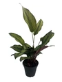 Beauty Star Peacock Plant - Calathea - Easy House Plant - 4" Pot