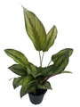 Beauty Star Peacock Plant - Calathea - Easy House Plant - 4" Pot