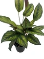 Beauty Star Peacock Plant - Calathea - Easy House Plant - 4" Pot