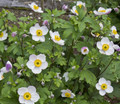 Elfin Swan Windflower Plant - Anemone x hybrida - Bright Shade - 2.5" Pot