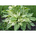White Feather Hosta - Unbelievable/Rare - 1 Bareroot - Grown/Shipped by Hirt's Gardens