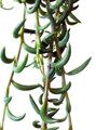 String of Fishhooks Succulent - Senecio radicans - 2.5" Pot - Grown by Hirt's Gardens