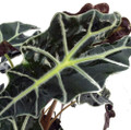 Amazon Black Shield Plant - Alocasia Polly - Houseplant - 6" Pot
