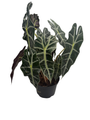 Amazon Black Shield Plant - Alocasia Polly - Houseplant - 6" Pot