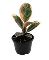 Tineke Rubber Tree Plant - Ficus - NEW yet very OLD! - 4" Pot