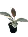 Tineke Rubber Tree Plant - Ficus - NEW yet very OLD! - 4" Pot