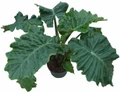 Low Rider Elephant Ear Plant - Alocasia portora - Houseplant - 4" Pot