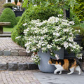 Fairytrail Bride® Cascade Hydrangea®- White Blooms - Proven Winners - 4" Pot