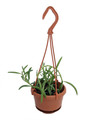 String of Fishhooks Succulent - Senecio - 4" Mini Hanging Basket