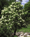 Ivory Silk Japanese Tree Lilac - Syringa reticulata - Fragrant - Quart Pot