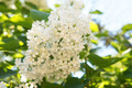 Ivory Silk Japanese Tree Lilac - Syringa reticulata - Fragrant - Quart Pot