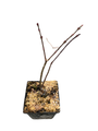 Tamukeyama Japanese Maple - Bonsai or Outdoors - Acer palmatum - 5.5" Pot