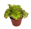 Baby Dress Begonia Plant - 3.75" Pot - Terrarium/Fairy Garden/HousePlant