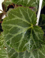 Strawberry Begonia Plant - 2" Pot - Saxifraga - Excellent House Plant