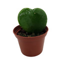 Amazing Sweetheart Waxplant - Hoya kerri -2" Pot