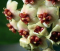 Amazing Sweetheart Waxplant - Hoya kerri -2" Pot