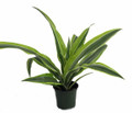 Gold Star Madagascar Dragon Tree - Dracaena - 4" Pot
