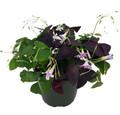 Double the Luck Shamrocks - Two in One - Green & Purple Oxalis - 6" Pot