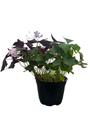 Double the Luck Shamrocks - Two in One - Green & Purple Oxalis - 6" Pot