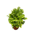 Frosty Fern - Selaginella -  2.5" Pot