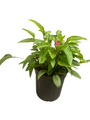 Pow Wow Wild Berry Coneflower - Echinacea - Gallon Pot