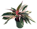 Tricolor Prayer Plant - Stromanthe triostar -6" Pot