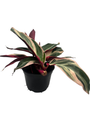 Tricolor Prayer Plant - Stromanthe triostar -6" Pot
