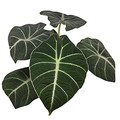 Black Velvet Dwarf Alocasia Plant - Houseplant - 4" Pot Black Velvet Dwarf Alocasia Plant - Houseplant - 4" Pot