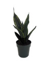Whitney Snake Plant - Sanseveria - Almost Impossible to kill - 6" Pot