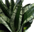 Whitney Snake Plant - Sanseveria - Almost Impossible to kill - 6" Pot
