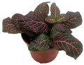 Mini Pink Veined Nerve Plant - Fittonia - Easy House Plant - 2.5" Pot