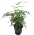 Fern Leaf Plumosus Asparagus Fern - 3.5" Pot