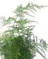 Fern Leaf Plumosus Asparagus Fern - 3.5" Pot