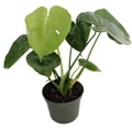 Hirt's® Split Leaf Philodendron 4" Pot - Monstera - Edible Fruit Pineapple Taste