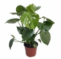 Hirt's® Split Leaf Philodendron 4" Pot - Monstera - Edible Fruit Pineapple Taste