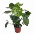 Hirt's® Split Leaf Philodendron 6" Pot - Monstera - Edible Fruit Pineapple Taste