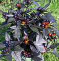 Black Pearl Hot Pepper Plant - Ornamental/Edible - Hottest Pearl Pepper-2.5" Pot