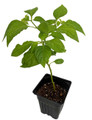 Jamaican Red Scotch Bonnet Hot Pepper Plant - 2.5" Pot