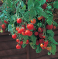 Tumbling Tom Red Cherry Tomato Plant 2.5" Pot - Great in Baskets or Pots