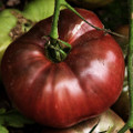 Heirloom Cherokee Purple Tomato Plant - 2.5" Pot - Great Taste & Yields