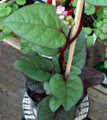 Malabar Red Spinach Plant - 2.5" Pot - Fresh Spinach Year Round Indoors