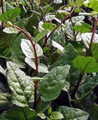 Malabar Red Spinach Plant - 2.5" Pot - Fresh Spinach Year Round Indoors