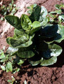 Malabar Red Spinach Plant - 2.5" Pot - Fresh Spinach Year Round Indoors