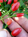 Chiltepin Tepin Pepper Plant - HOTTEST Small Pepper - Bird Pepper - 2.5" Pot