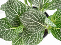White Vein Plant - Fittonia/Nerve Plant - 6" Hanging Basket White Vein Plant - Fittonia/Nerve Plant - 6" Hanging Basket