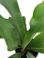 Staghorn Fern 4" Pot - Platycerium