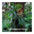 Staghorn Fern 4" Pot - Platycerium