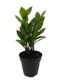 Rare ZZ Plant - Zamioculcas zamiifolia - 4" Pot - Best House Plant in the World
