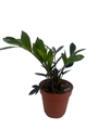 Rare ZZ Plant - Zamioculcas zamiifolia - 4" Pot - Best House Plant in the World